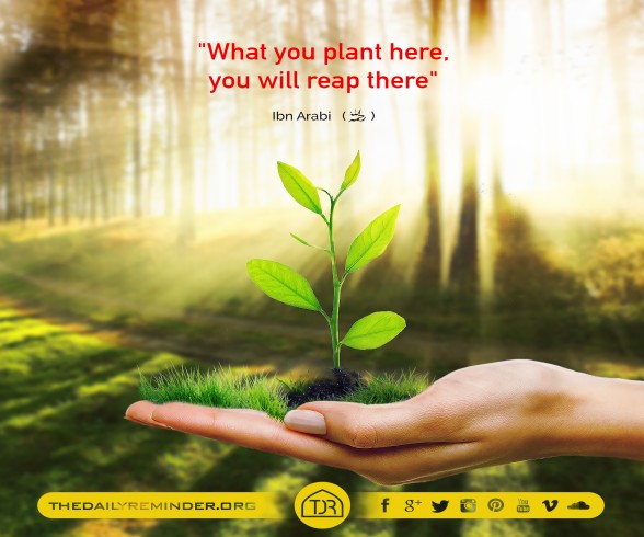 What you plant here,