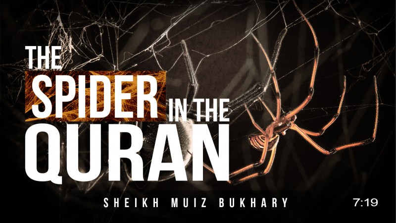 The Spider in the Quran